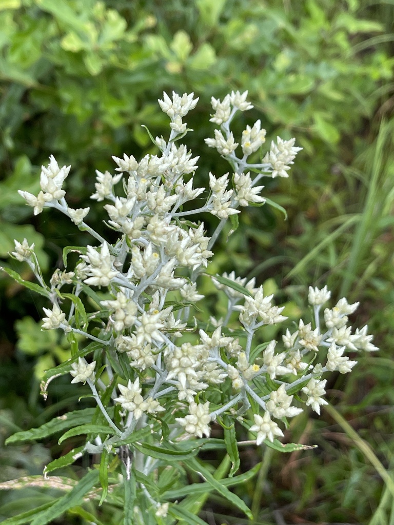 Pseudognaphalium obtusifolium
