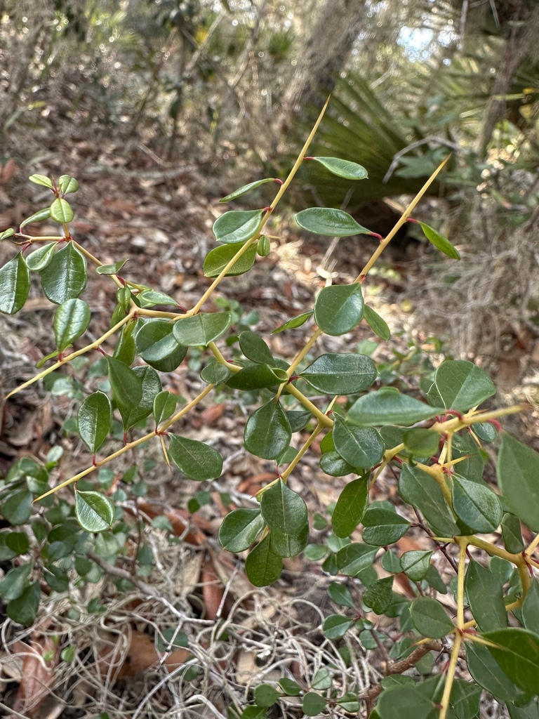 Pseudoziziphus celata