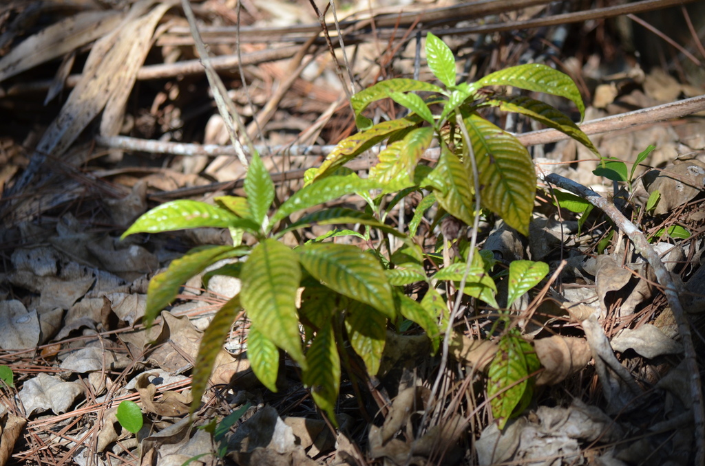 Psychotria nervosa