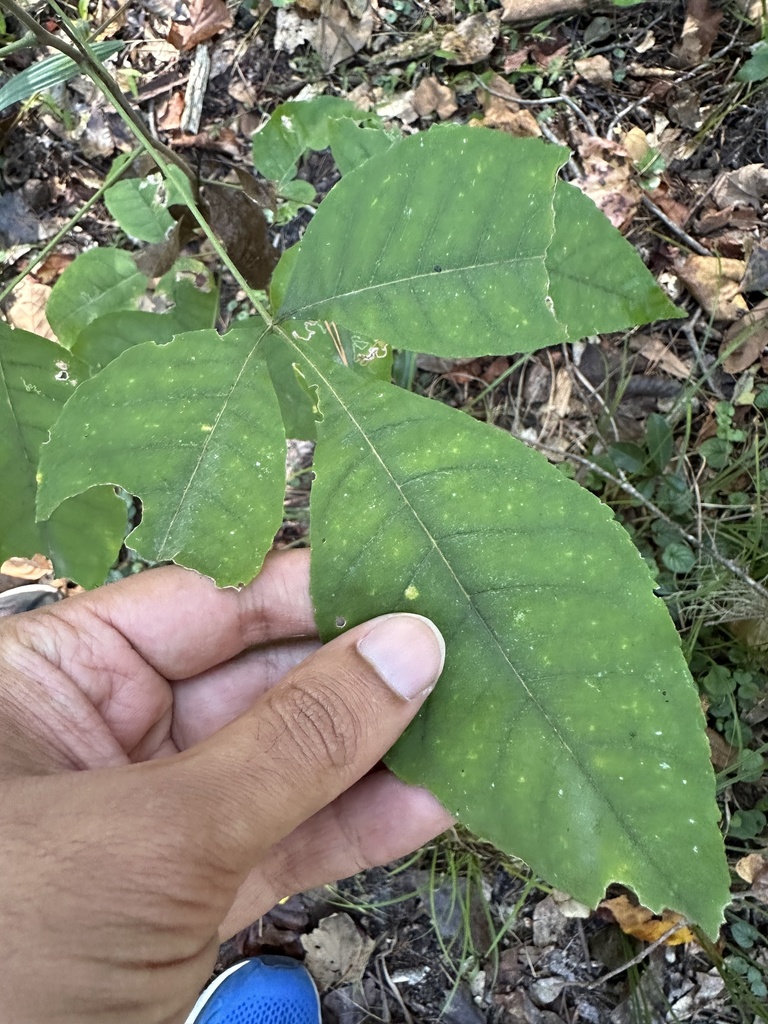 Ptelea trifoliata