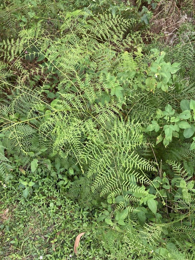 Pteridium aquilinum var. caudatum