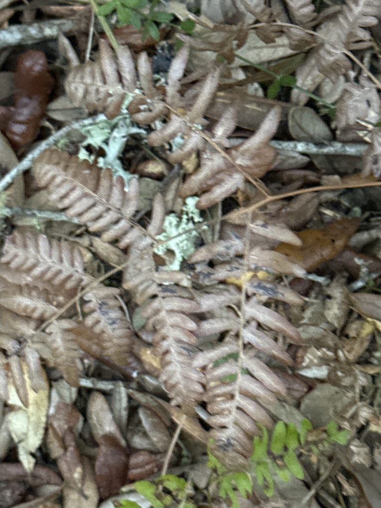 Pteridium aquilinum var. latiusculum