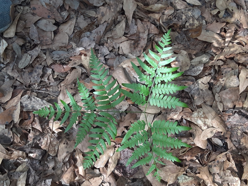 Pteridium aquilinum var. pseudocaudatum