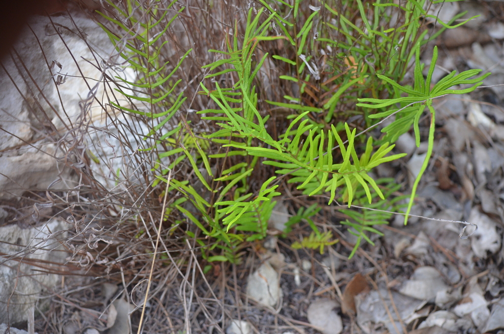 Pteris bahamensis