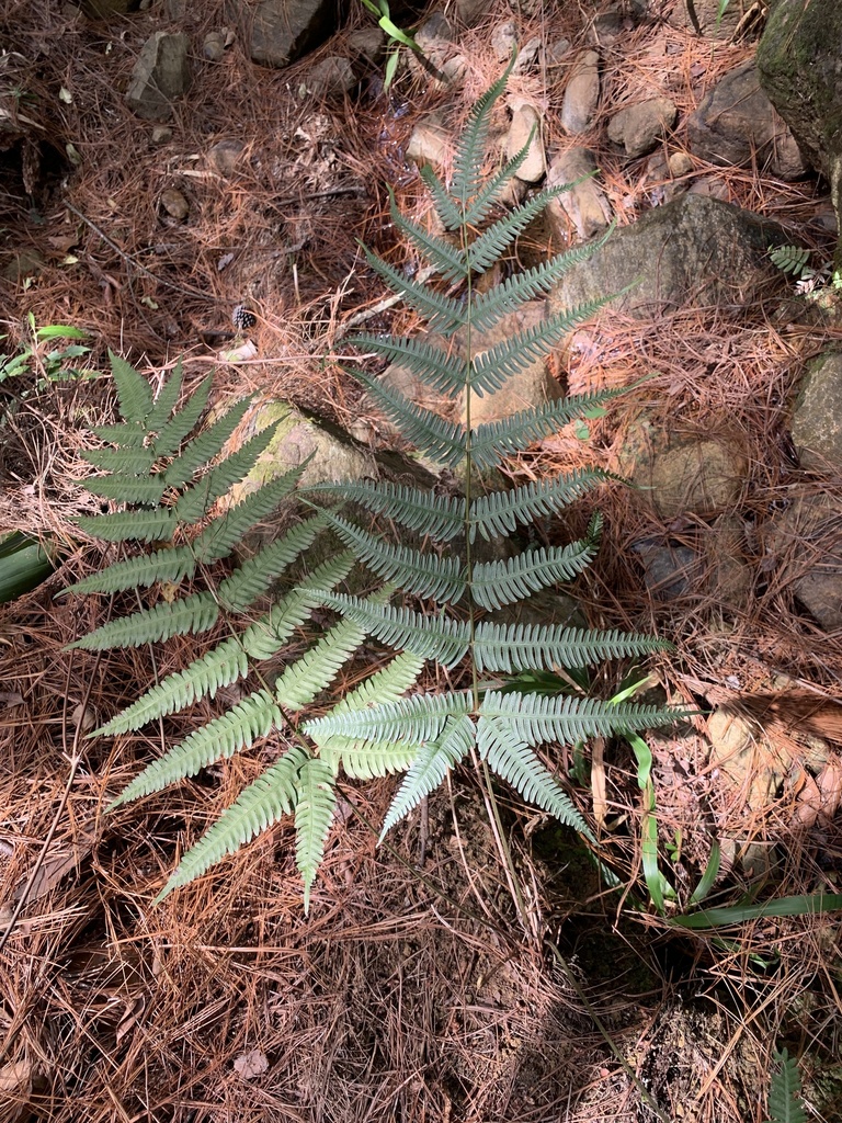 Pteris quadriaurita