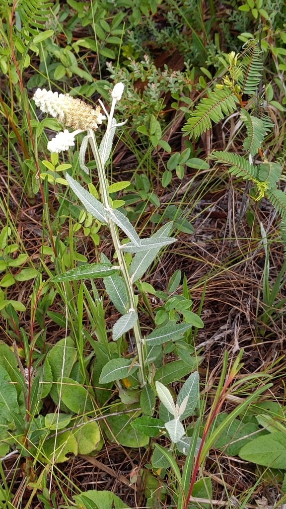 Pterocaulon pycnostachyum