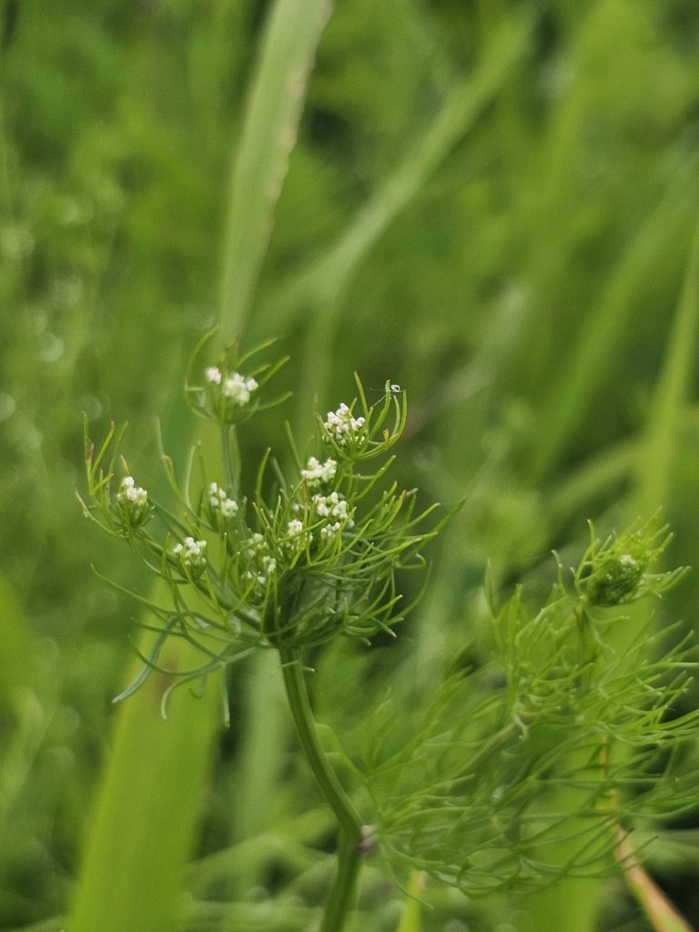 Ptilimnium capillaceum