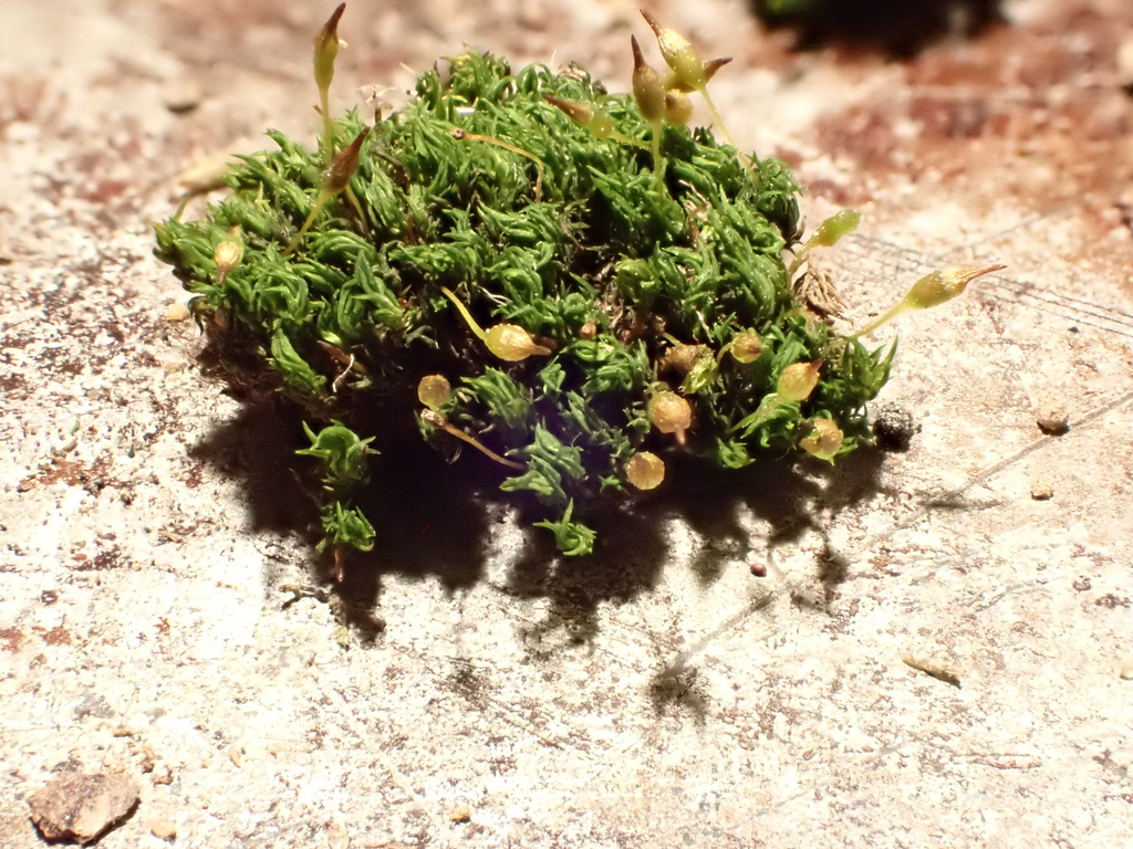 Ptychomitrium drummondii