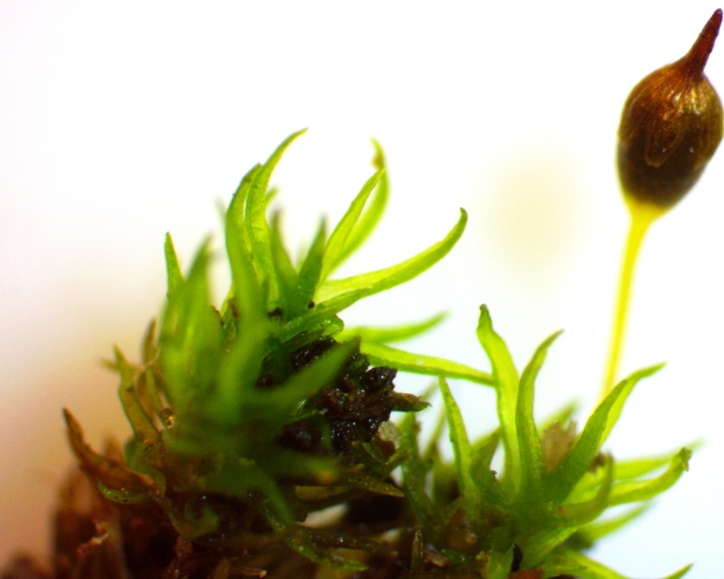 Ptychomitrium incurvum