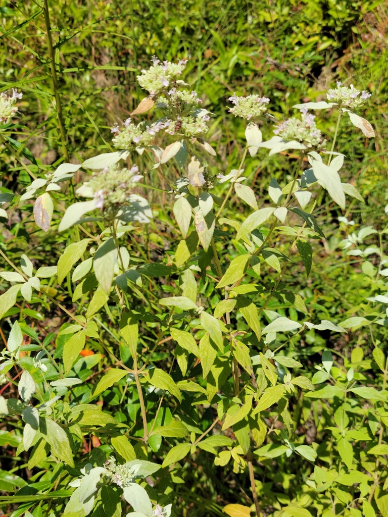 Pycnanthemum albescens