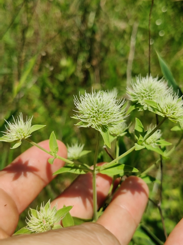 Pycnanthemum flexuosum
