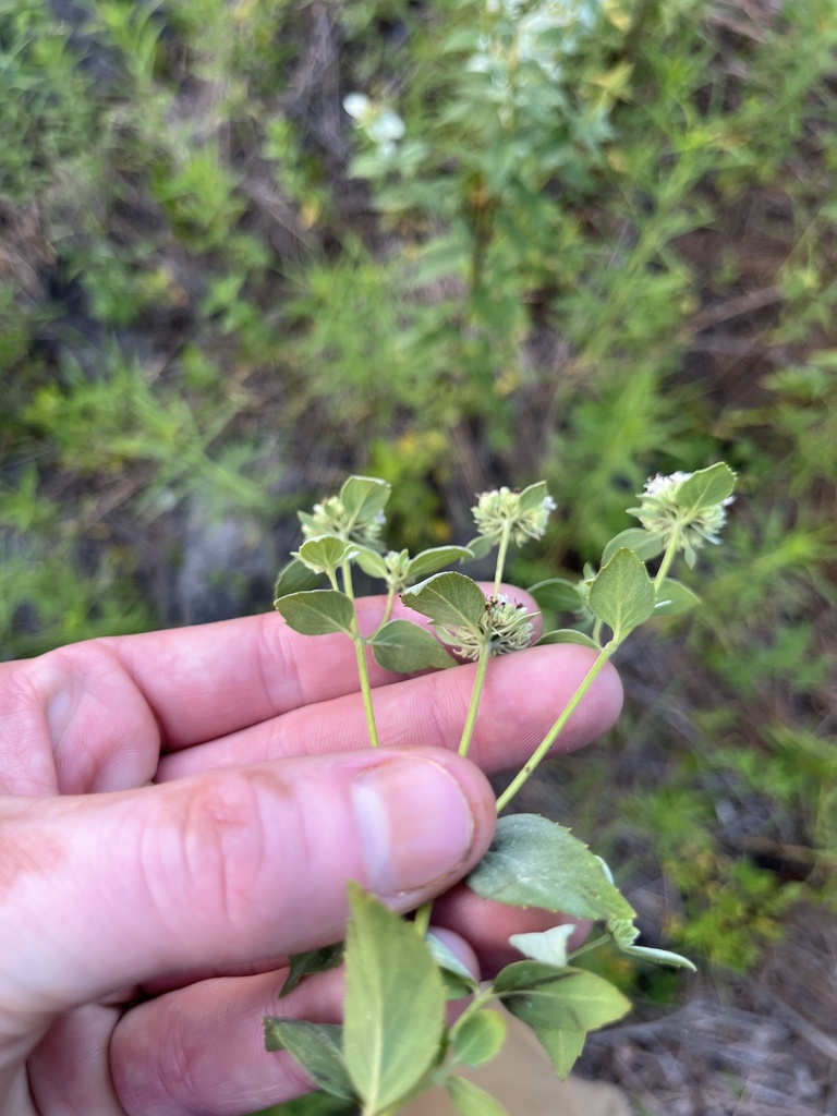 Pycnanthemum floridanum