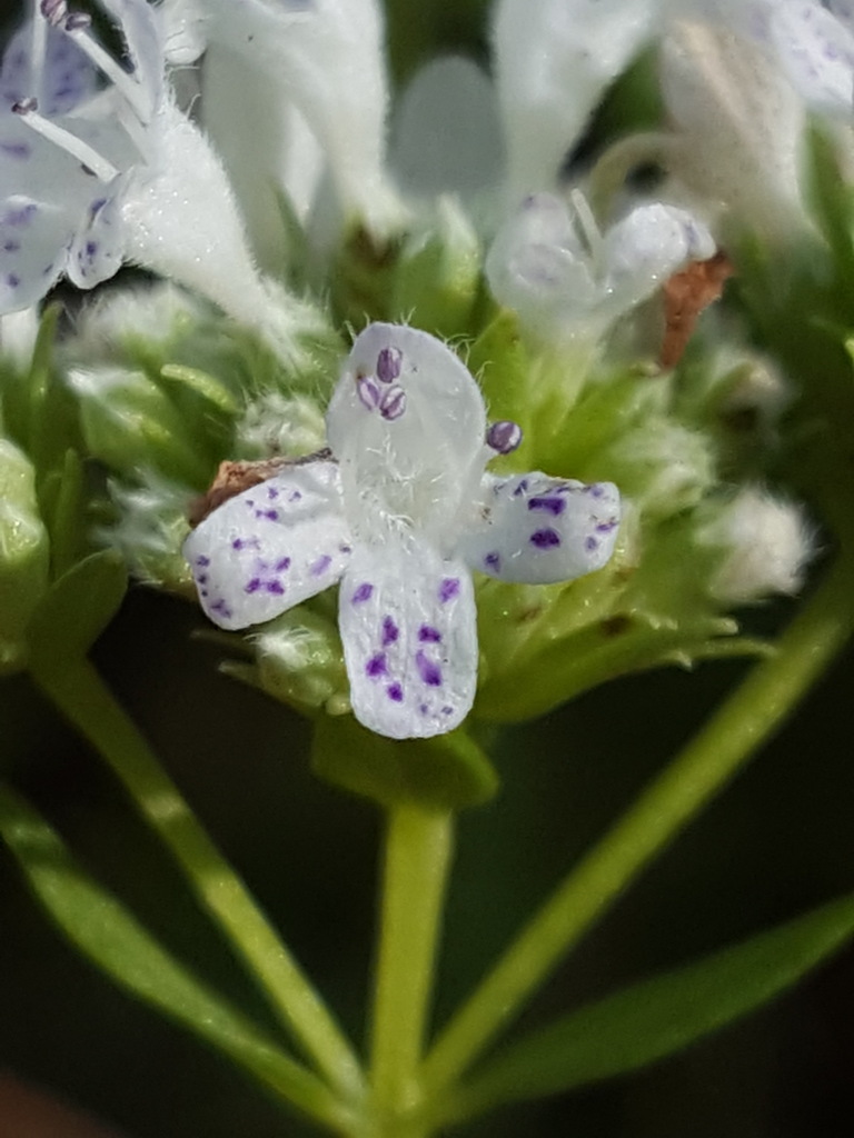 Pycnanthemum nudum
