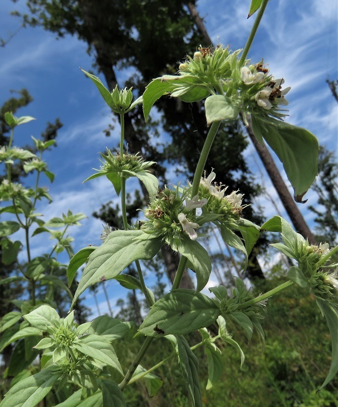 Pycnanthemum pycnanthemoides