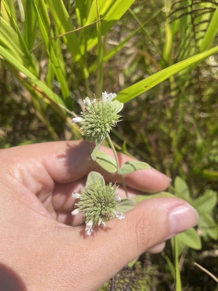 Pycnanthemum setosum