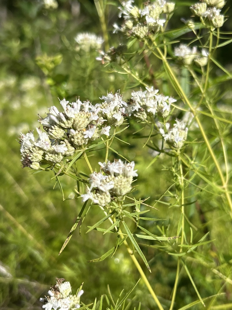 Pycnanthemum tenuifolium