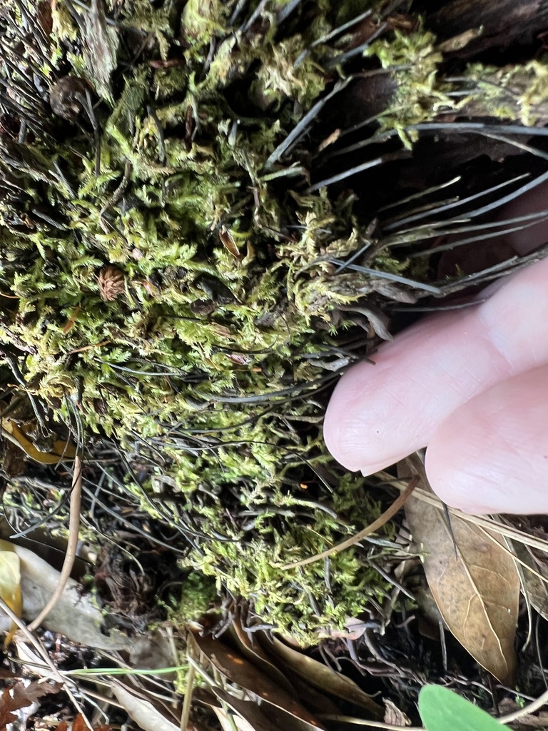 Pylaisia selwynii