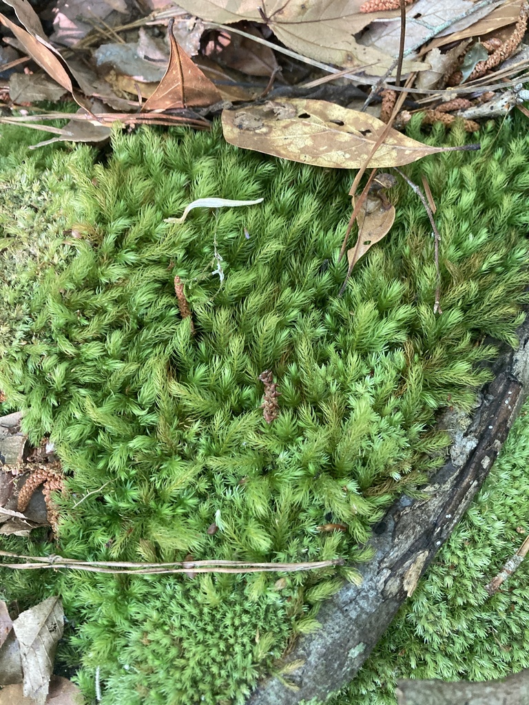 Pyrrhobryum spiniforme