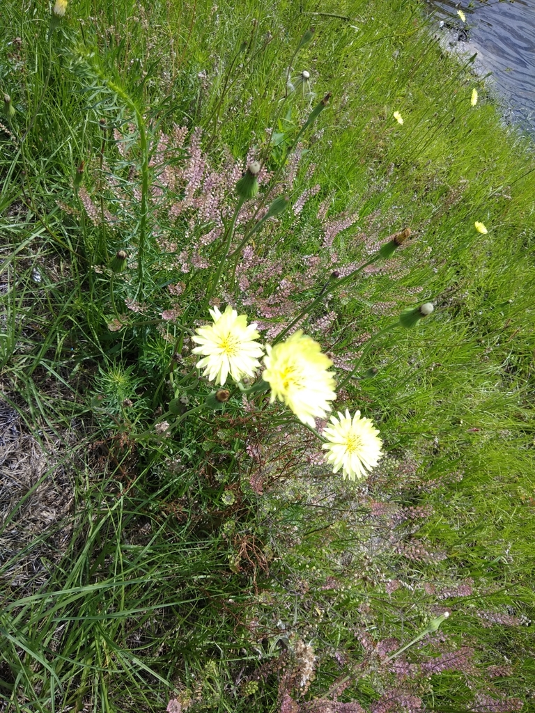 Pyrrhopappus carolinianus