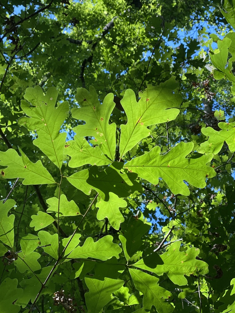 Quercus alba