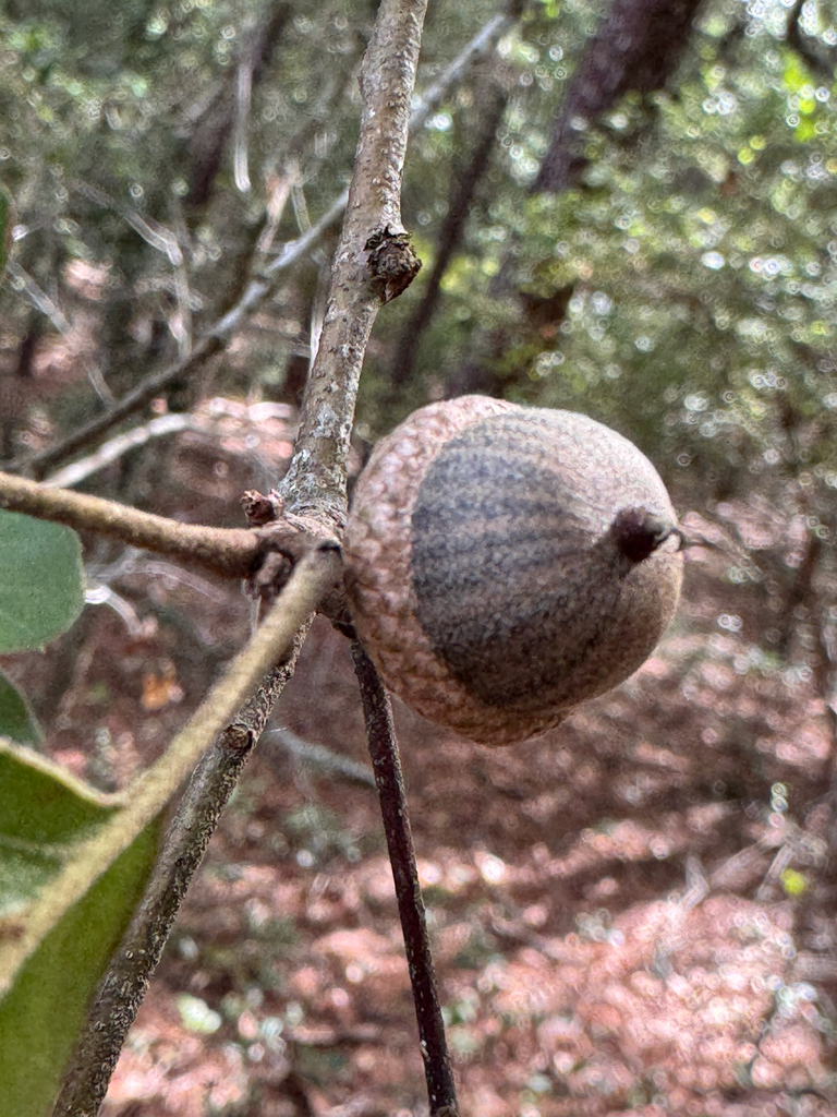 Quercus arkansana