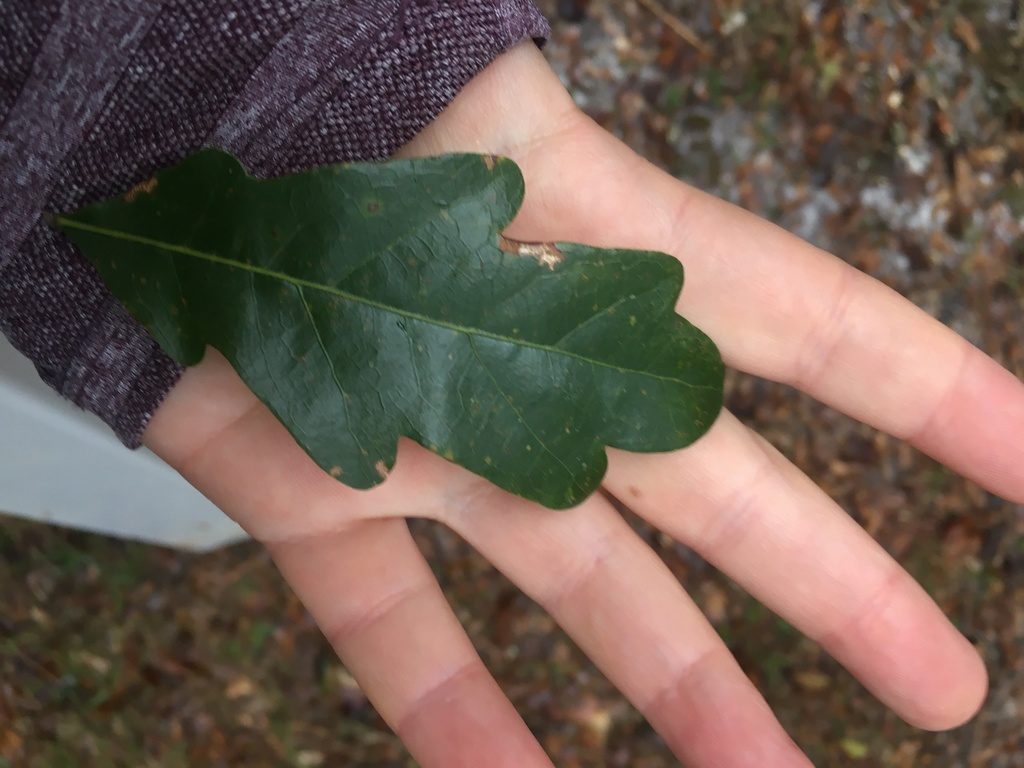 Quercus austrina