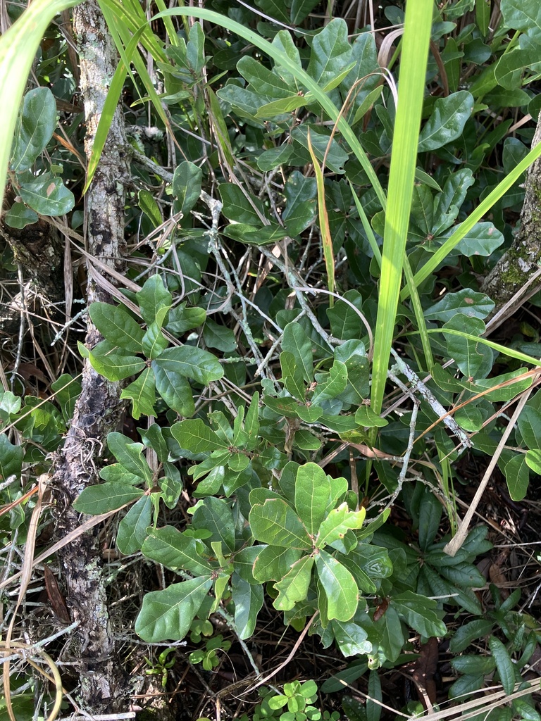 Quercus chapmanii