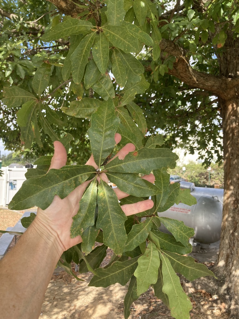 Quercus durandii