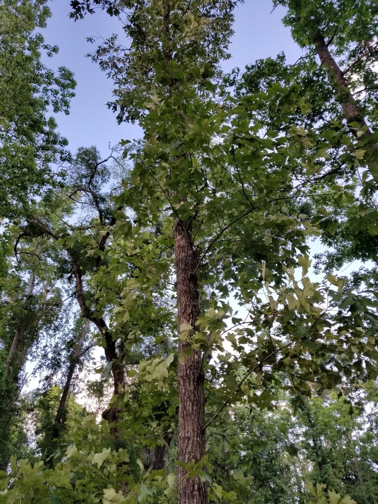 Quercus falcata