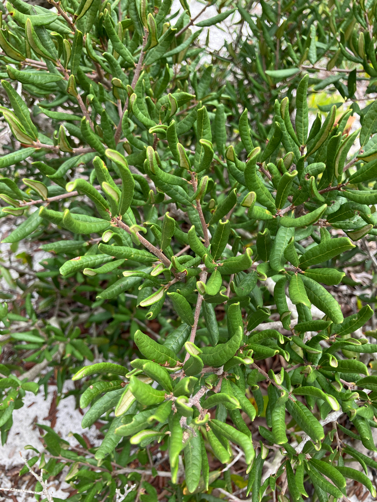 Quercus geminata