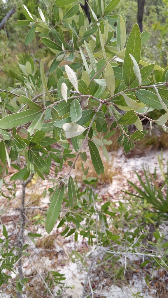 Quercus incana
