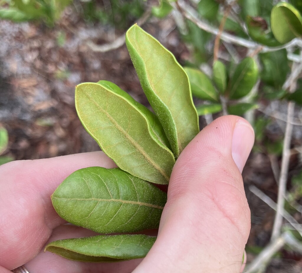 Quercus inopina