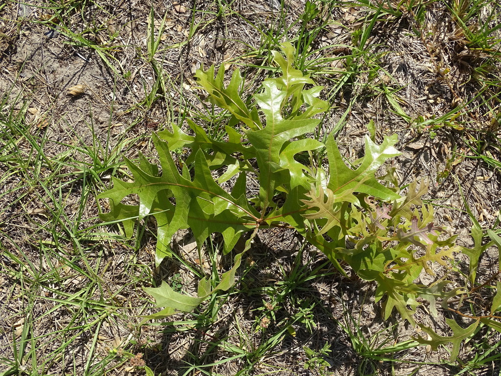 Quercus laevis