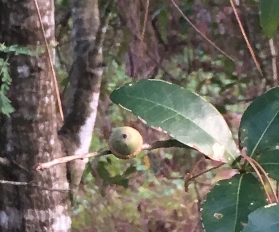 Quercus laurifolia