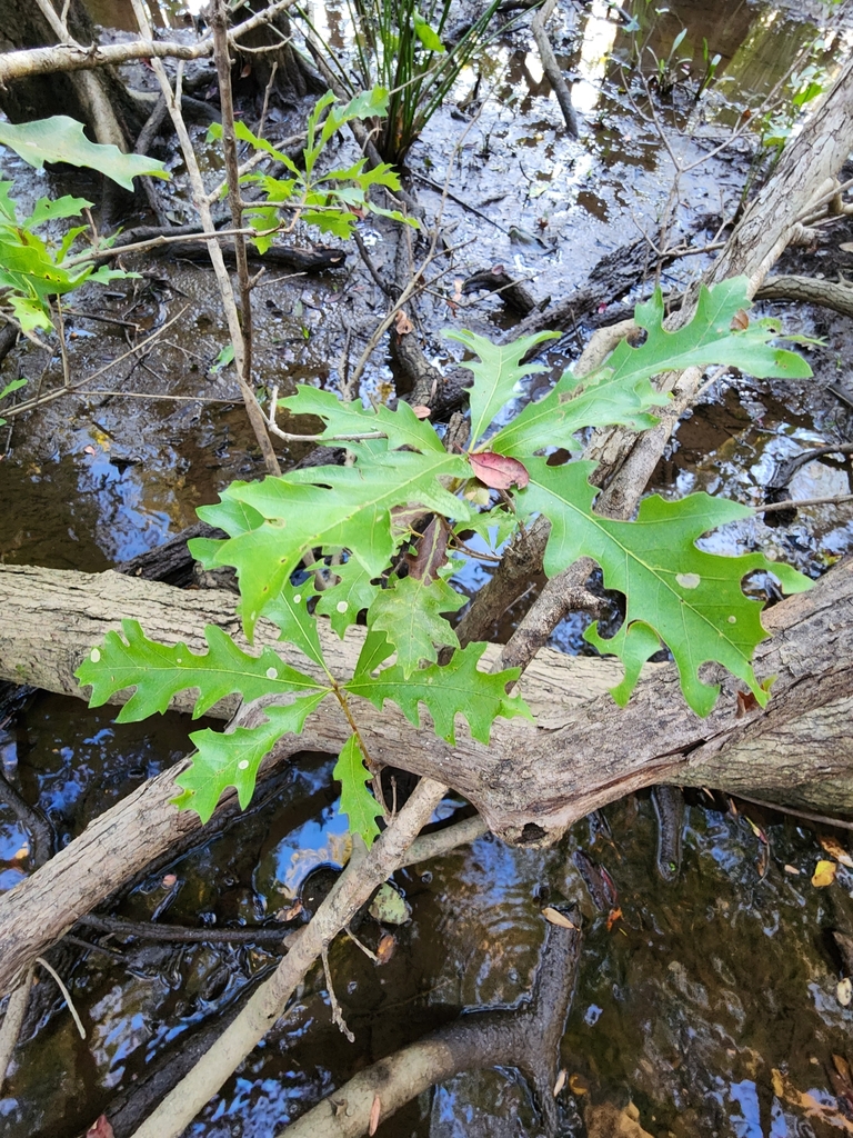 Quercus lyrata