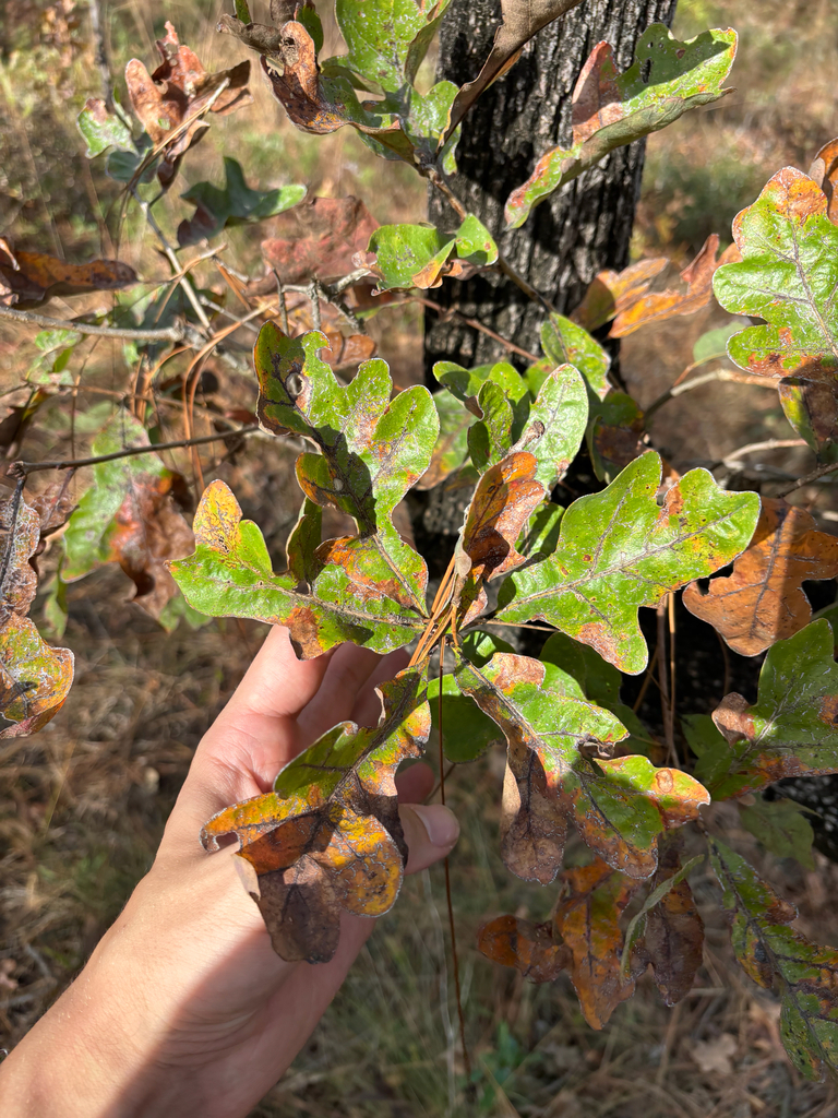 Quercus margaretta
