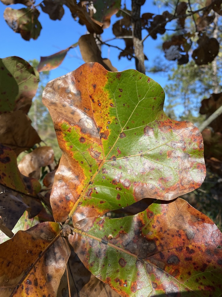 Quercus marilandica