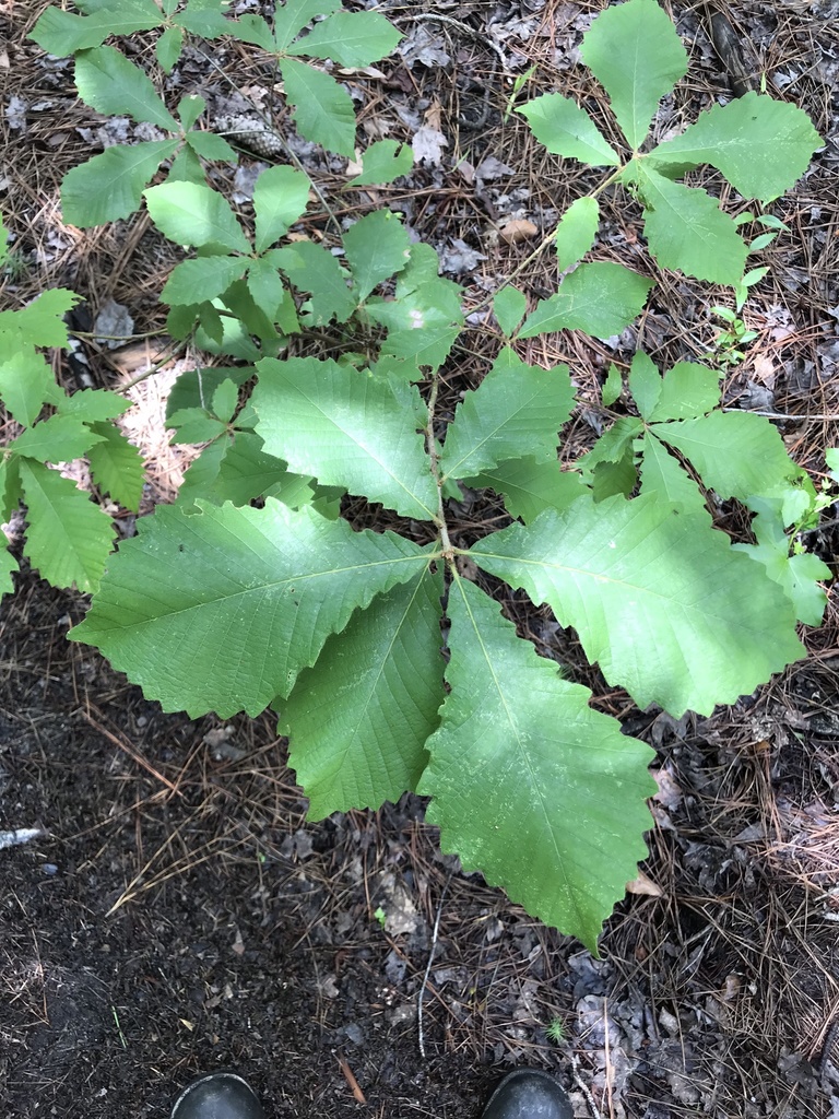 Quercus michauxii