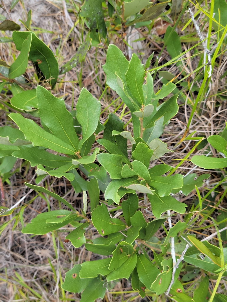 Quercus minima