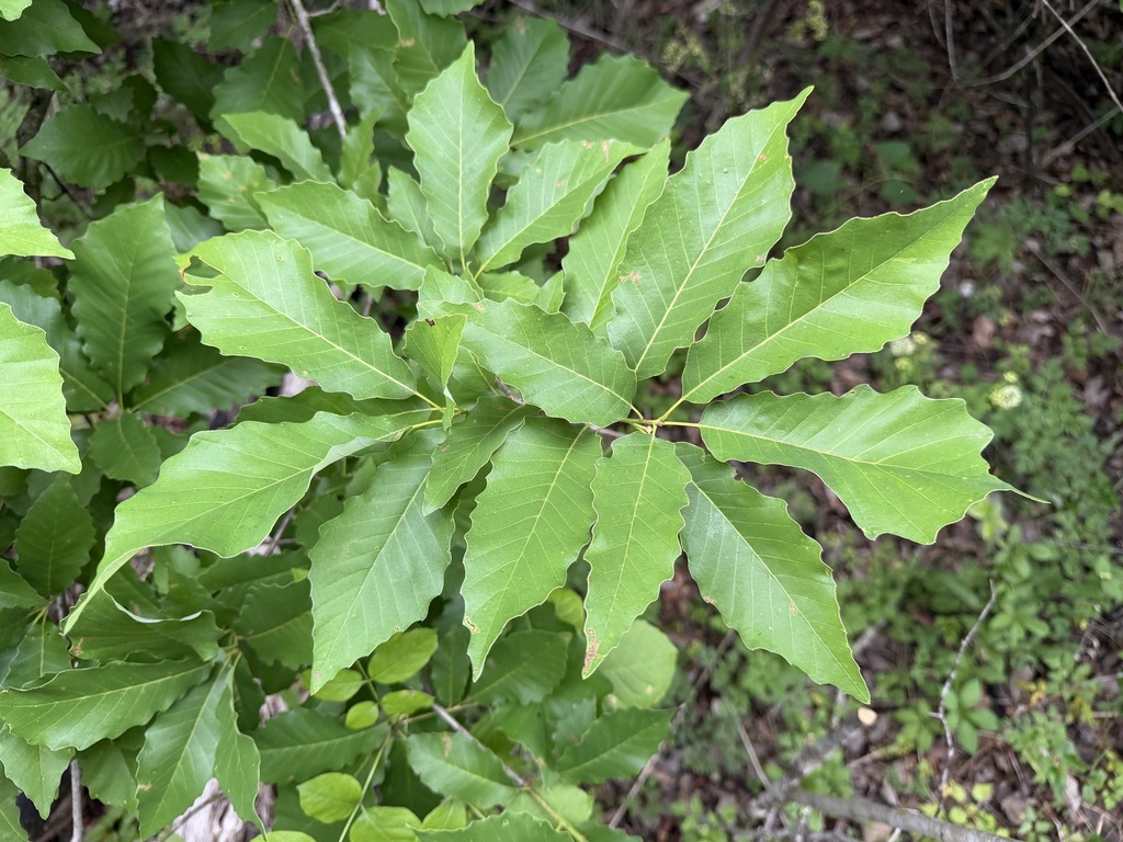 Quercus muehlenbergii