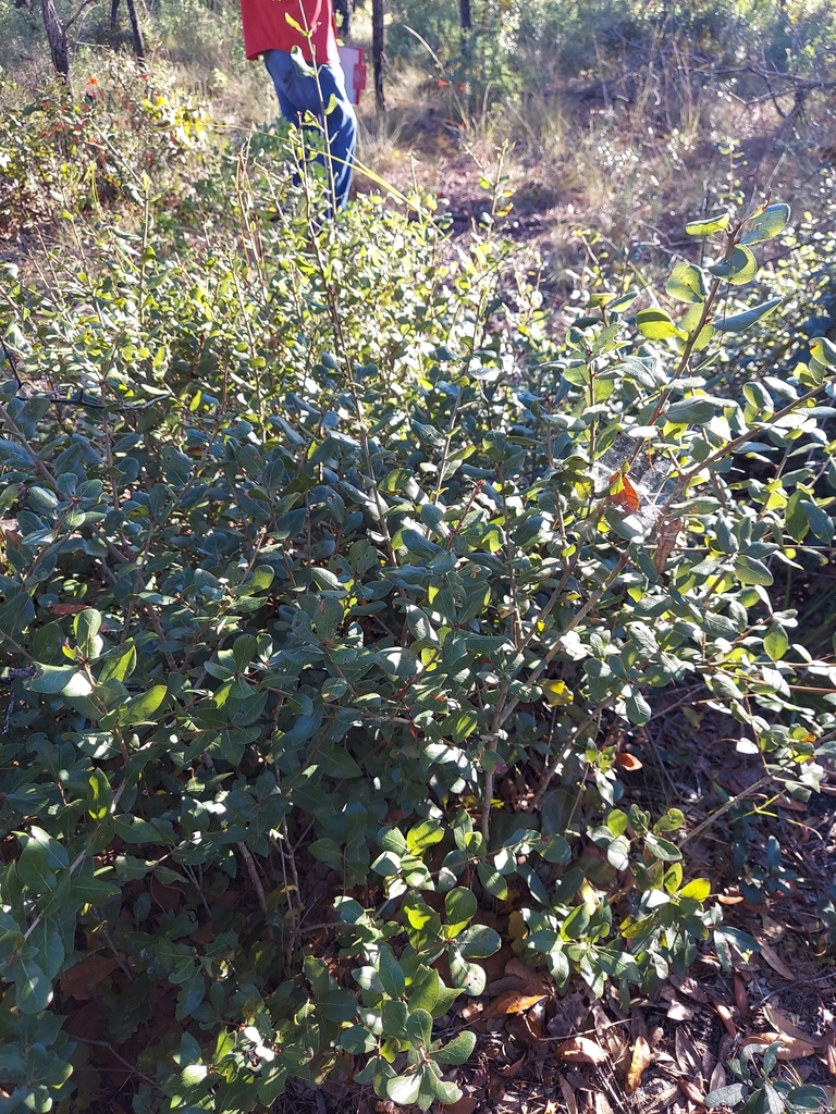 Quercus myrtifolia