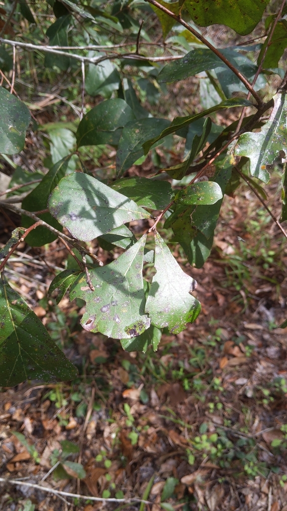 Quercus nigra