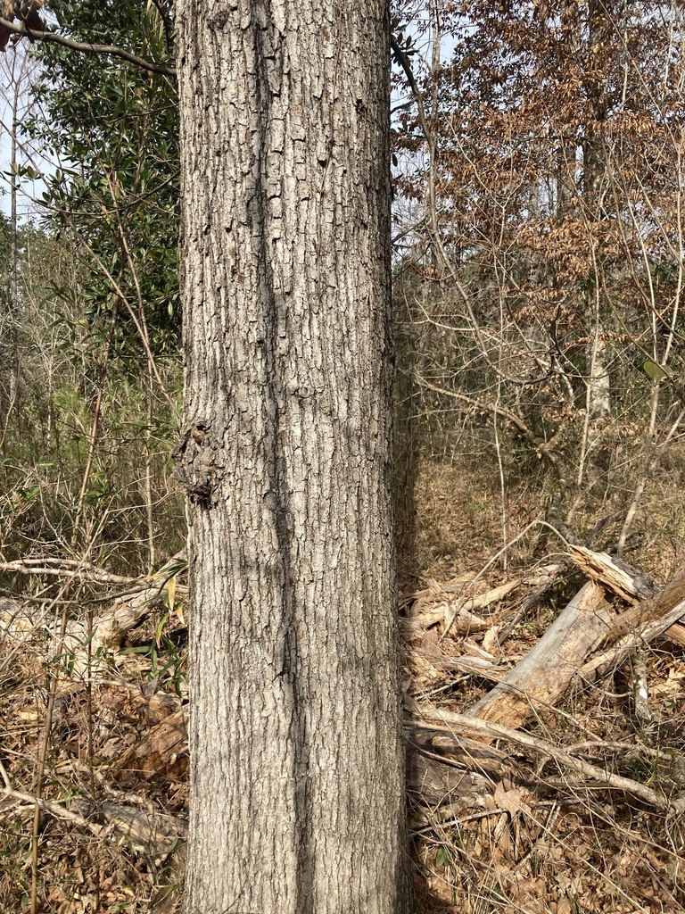 Quercus pagoda