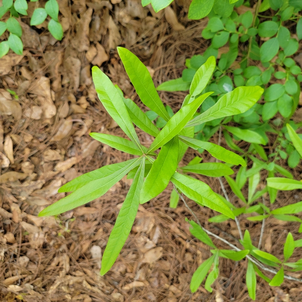Quercus phellos