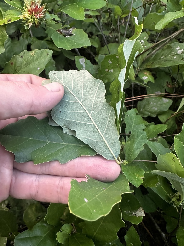 Quercus prinoides