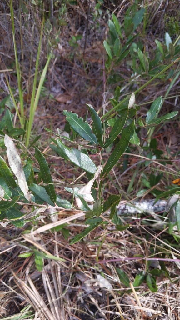 Quercus pumila