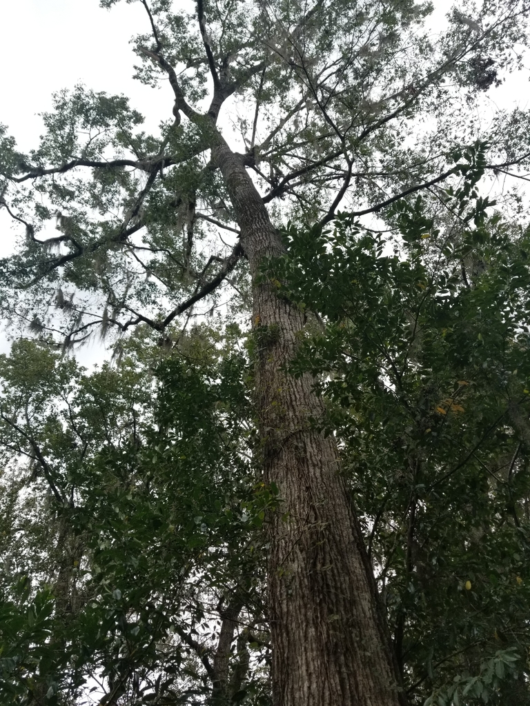 Quercus shumardii