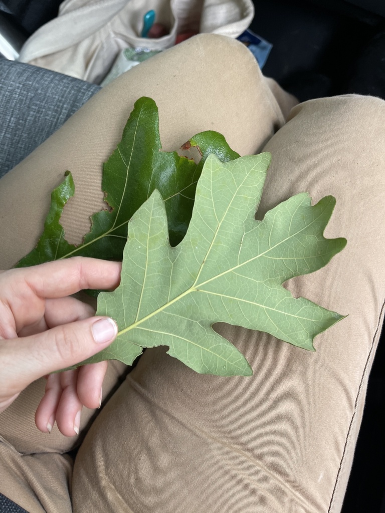 Quercus similis