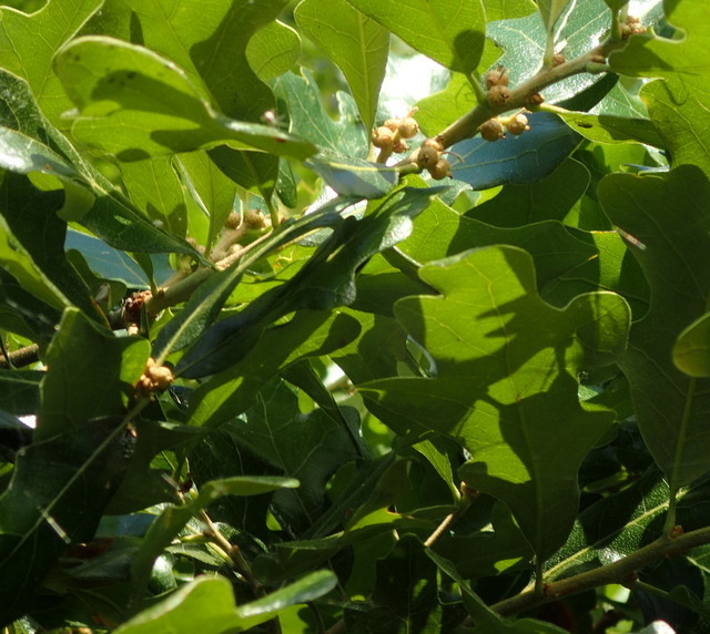 Quercus stellata