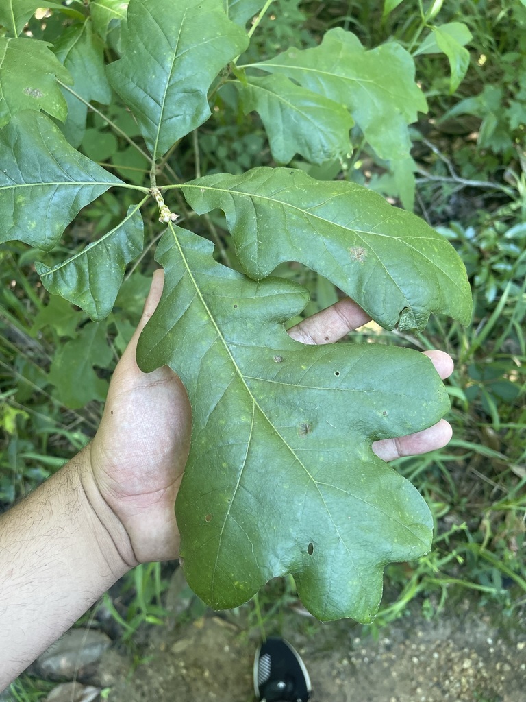 Quercus velutina